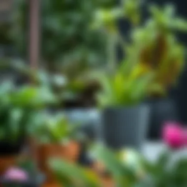 Notable Exploring Garden Planters with Plants: Design, Functionality, and Aesthetics Notable Exploring Garden Planters with Plants: Design, Functionality, and Aesthetics