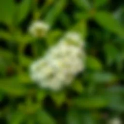 A lush green leafy plant with clusters of delicate white flowers blooming gracefully.