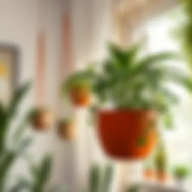 Exploring the World of Hanging Plant Containers Summary