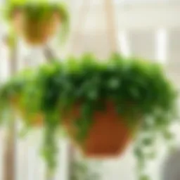 Lush greenery cascading from a large hanging basket