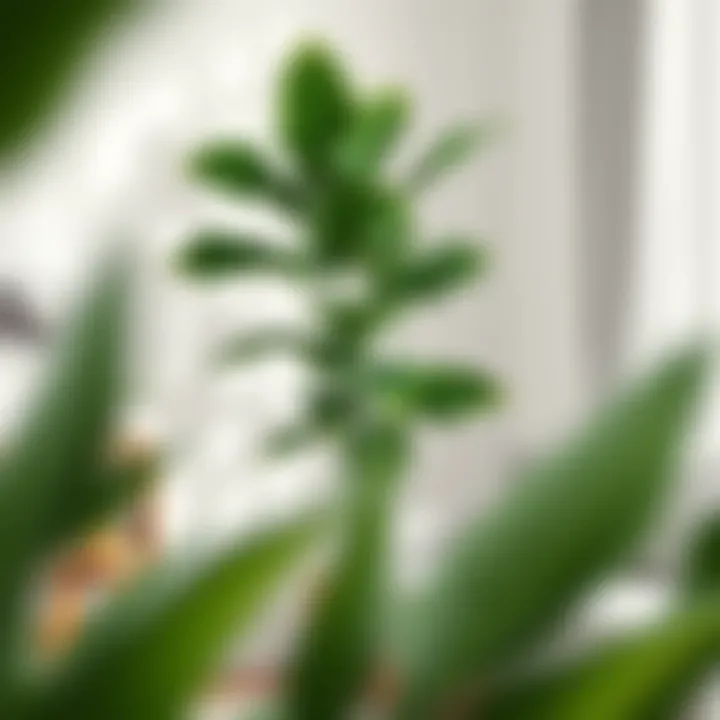 The Large Corner Plant: A Statement of Greenery in Design Summary